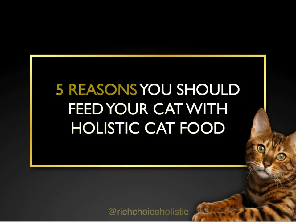 5 Reasons Why Your Cat Will Love Holistic Cat Food Rich Choice